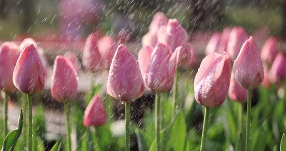 （慢镜）春天春暖花开郁金香阳光雨露唯美