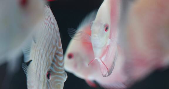 水族馆里各种鱼类视频素材