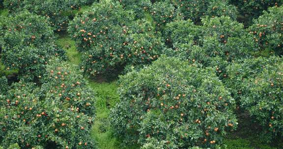 橙子果园种植基地