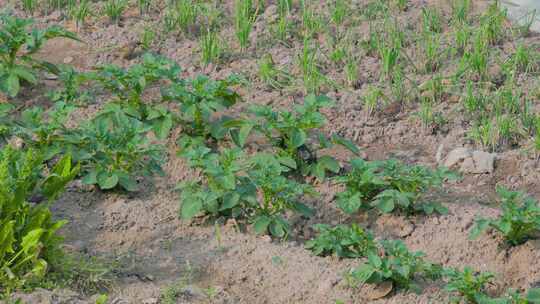 农村菜地里种植的土豆与两只麻雀生活