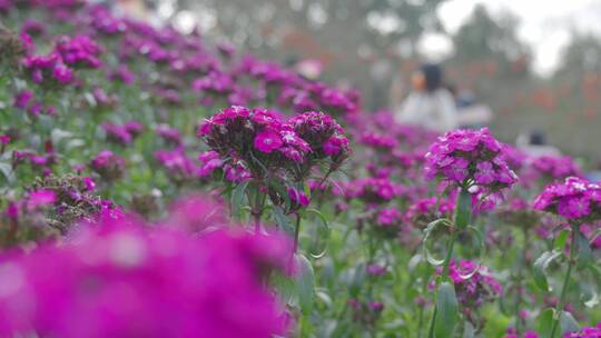春天开紫色花须苞石竹