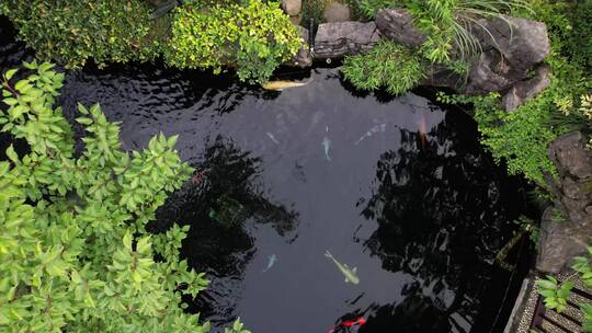 景观池中观赏鱼锦鲤视频素材模板下载