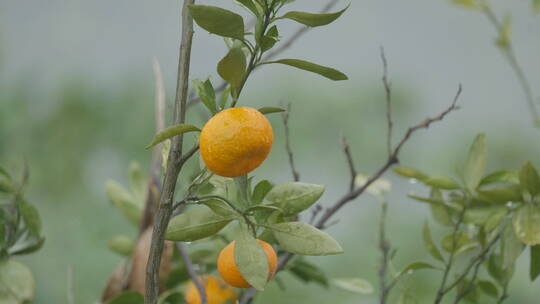 雨中橘子树4K