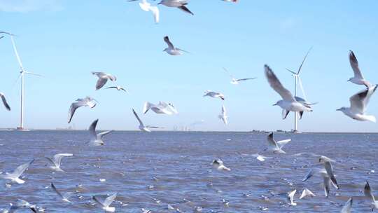 海鸥 海边 海平线 群鸟 大海