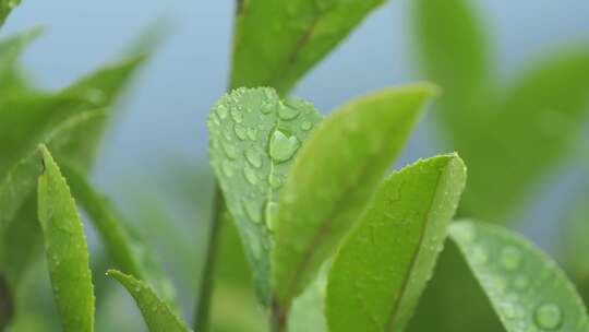 雨后茶叶上水珠露珠