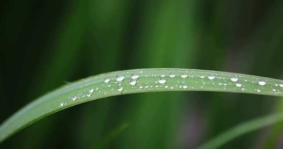 春雨雨水雨滴水珠绿叶随风摇曳清新唯美