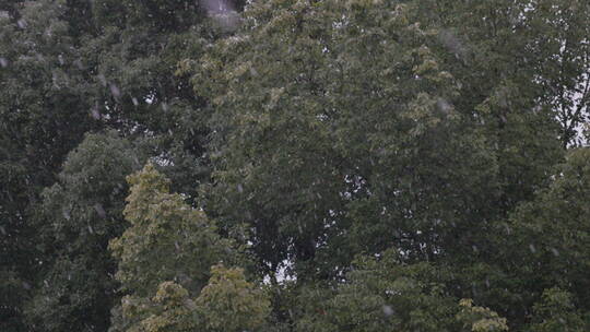 植物 雪