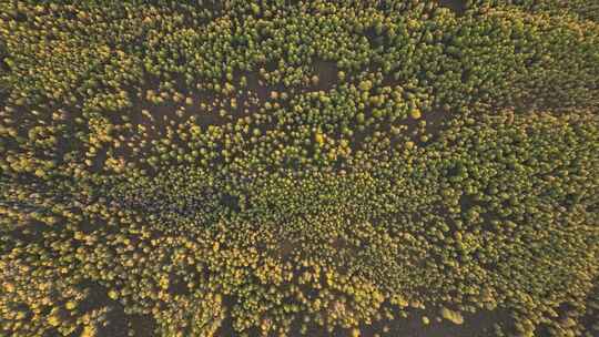 鸟瞰秋季金色的松林视频素材模板下载