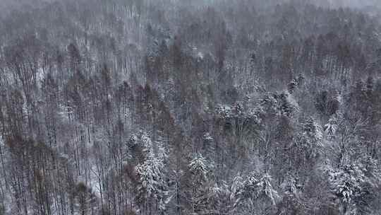 航拍东北下暴雪林海雪原威虎山