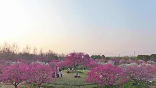 航拍春日繁花似锦的公园