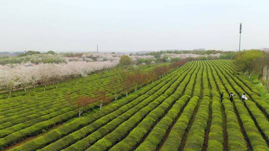 茶园里的樱花树