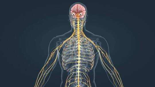 神经系统脊神经脊髓三维动画