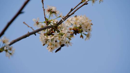 樱桃树开花大黄蜂采蜜