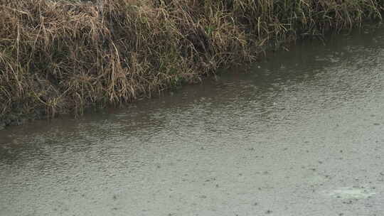 农村秋天下雨田野边蓄水小溪