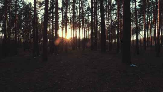 日出针叶树林阳光透过森林照射在草地上