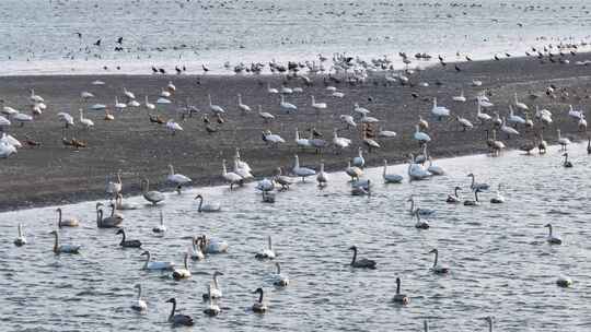 长江冬季江滩上栖息的小天鹅赤麻鸭悬停航拍