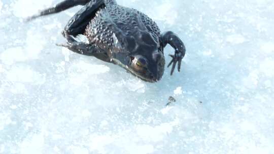 4K冰面上的林蛙