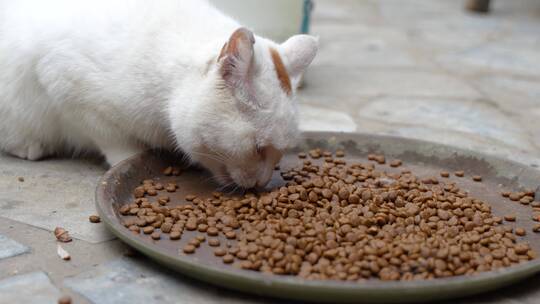 猫趴在地上吃猫粮视频素材模板下载