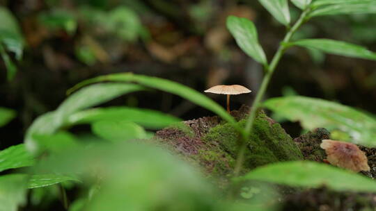 森林中枯木上的蘑菇视频素材模板下载