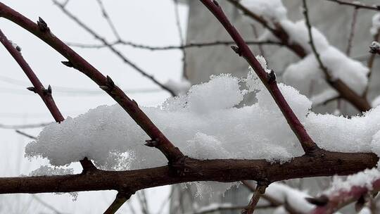 冬天的白雪视频