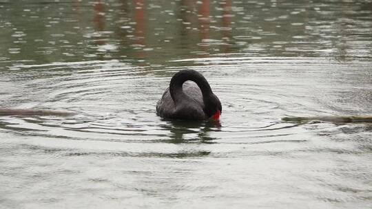 雨中戏水的黑天鹅