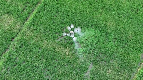 农业植保无人机在农田中喷洒农药航拍视频素材模板下载