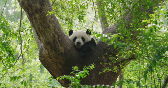 春天树林坐在树上玩耍的国宝大熊猫