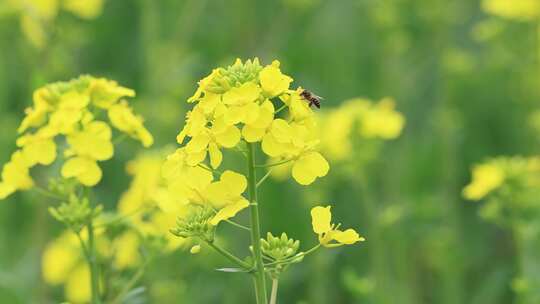 春天油菜花蜜蜂采蜜