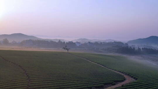 清晨的茶叶种植园航拍视频