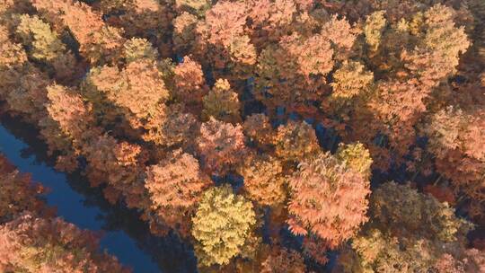 秋天武汉涨渡湖湿地红叶杉树