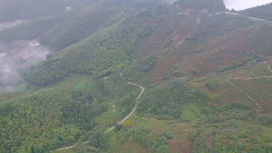 4k航拍南岳衡山云雾茶茶山