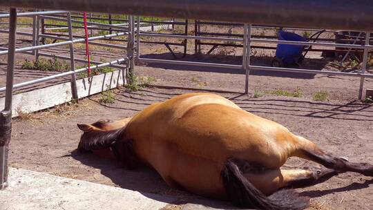 躺在牧场畜栏里的马