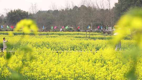 成都天府正兴官塘新村油菜花田园春天