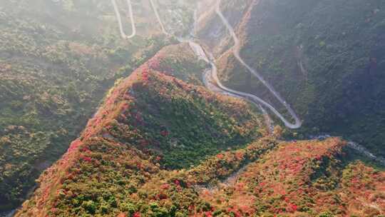 三峡红叶视频素材模板下载