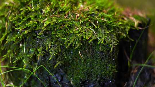 森林苔藓