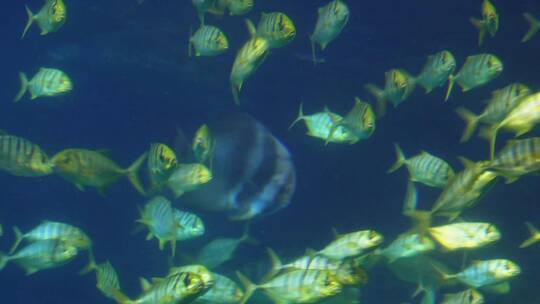 【镜头合集】动物园海底世界巨型深海鱼类