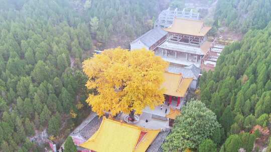 山东济南淌豆寺秋天航拍寺庙