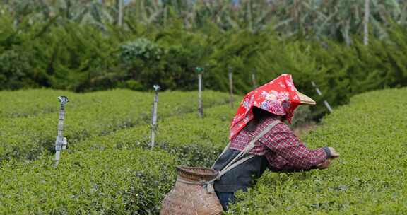 女人在茶园采摘茶叶