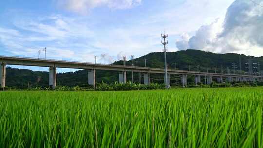 田野上高架桥高铁驶过风景