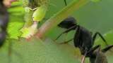 大黑蚂蚁与蚜虫共生的微距特写高清在线视频素材下载