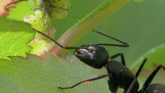 大黑蚂蚁与蚜虫共生的微距特写