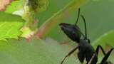 大黑蚂蚁与蚜虫共生的微距特写高清在线视频素材下载