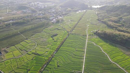 德清莫干山民宿记