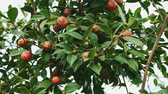 茶油果 油茶果 油茶种植视频素材模板下载