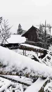 森林下雪移动镜头天雪景下雪雪山树上的雪