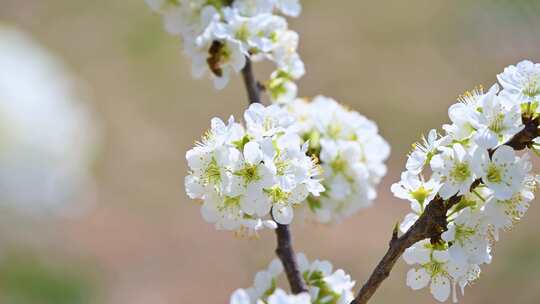 春天阳光下盛开的白色梨花蜜蜂采蜜