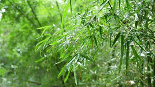 竹林竹叶禅意下雨天唯美空镜