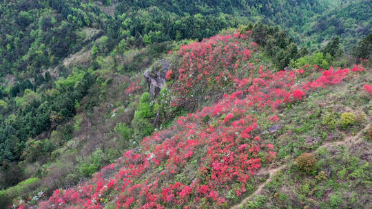 武义大莱龙头眼睛山春季杜鹃花航拍 合集