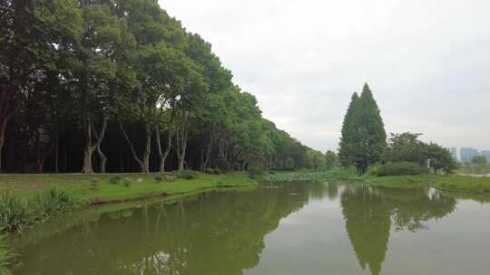 自然风光树枝树叶无锡太湖鼋头渚风景区实拍