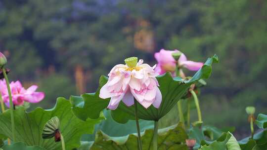 池塘里的荷花